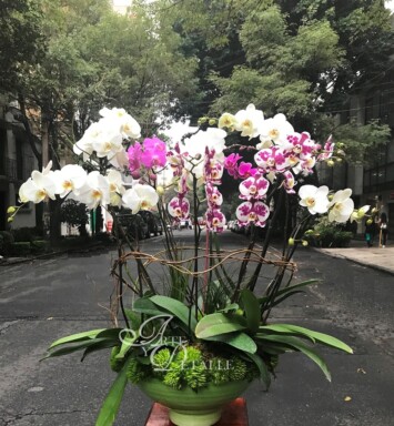 Selva de orquídeas