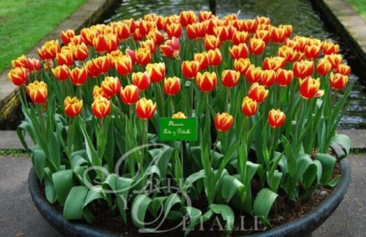 Cien Tulipanes
