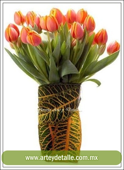 Envío de Tulipanes