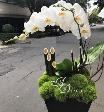 Orquídea Adorable