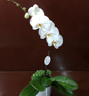 Orquídea Inolvidable