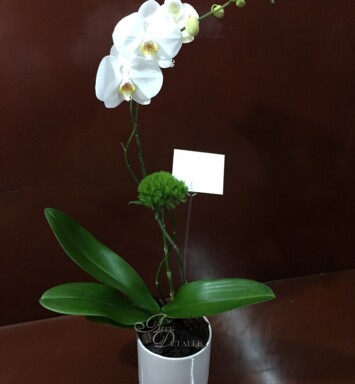 Orquídea eterna