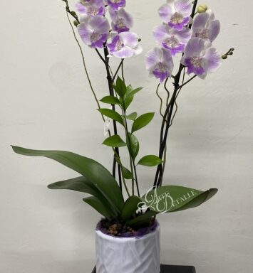Por siempre orquídeas
