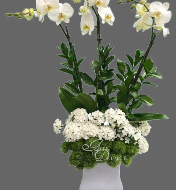 Trio de Orquídeas Blancas