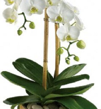 Orquídea Blanca Doble Vara