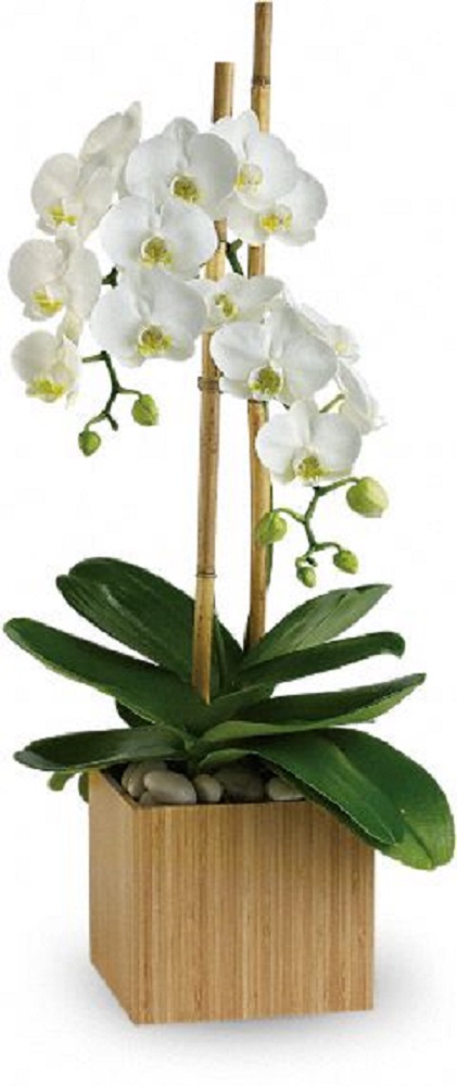Orquidea Blanca doble vara