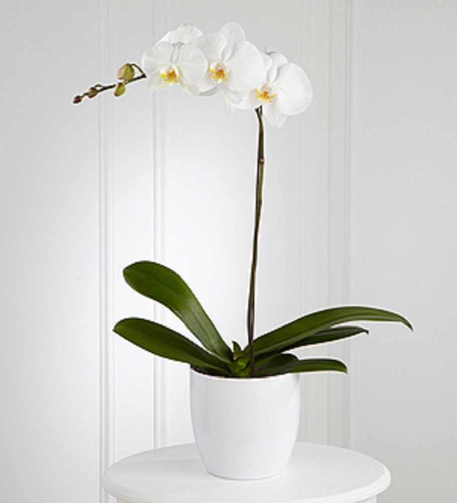 Orquidea Blanca