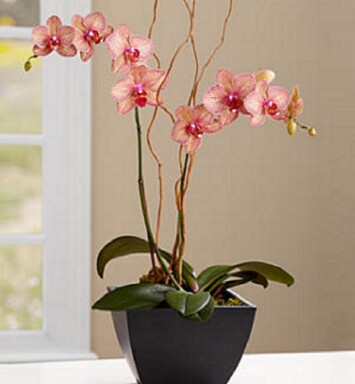 Orquídea Divina
