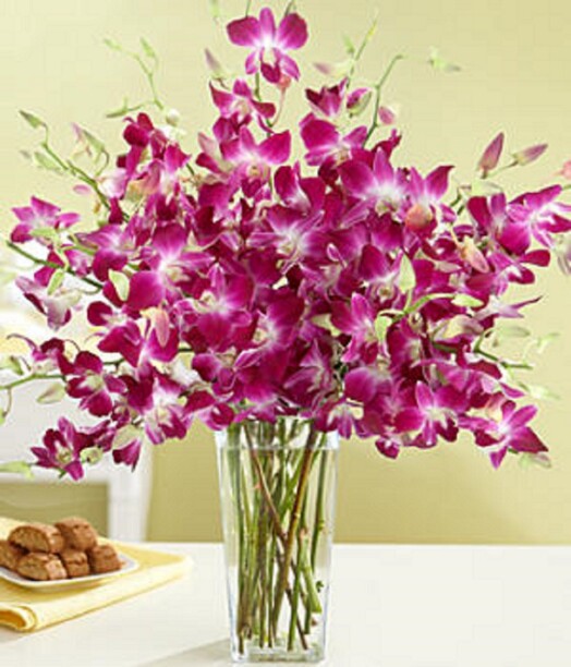 Orquídeas Dendrobium Lilas